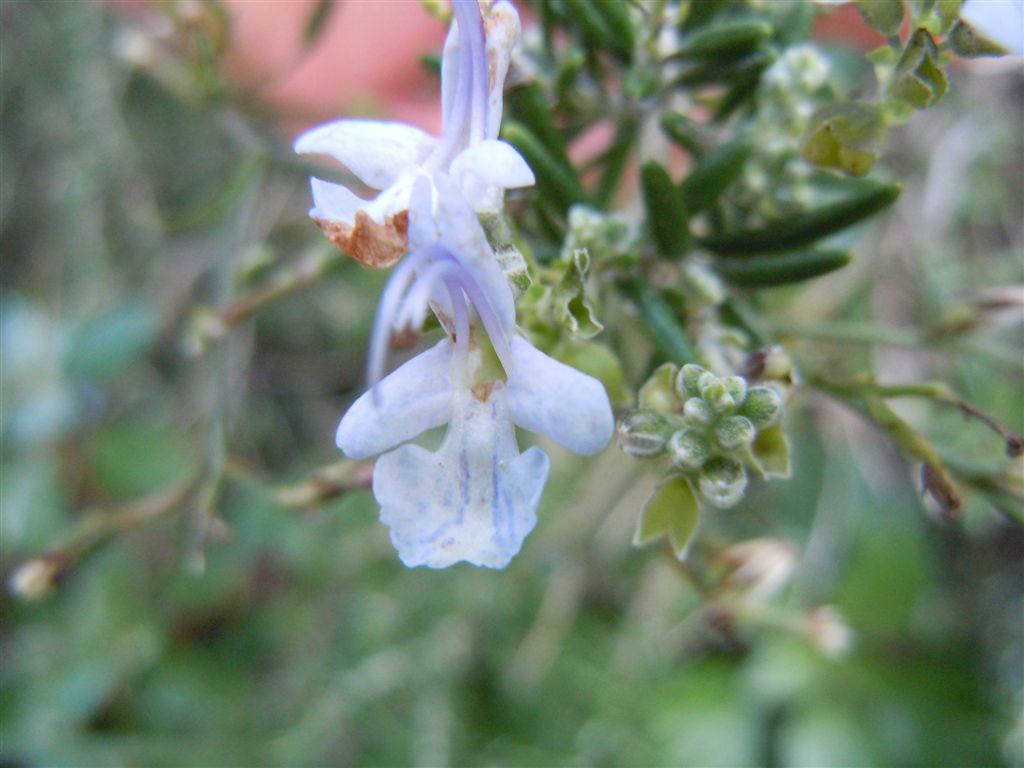 Lago D''Averno - Rosmarinus officinalis